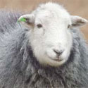 Derbyshire Wildlife Trust fluffy grey sheep