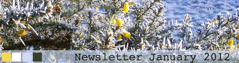 Banner image - January Frost on Gorse bush