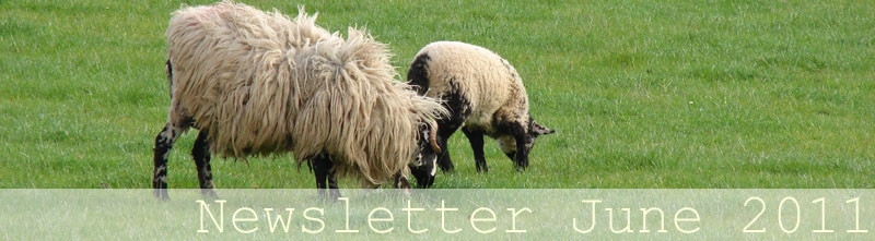 Spring image - shaggy sheep in field