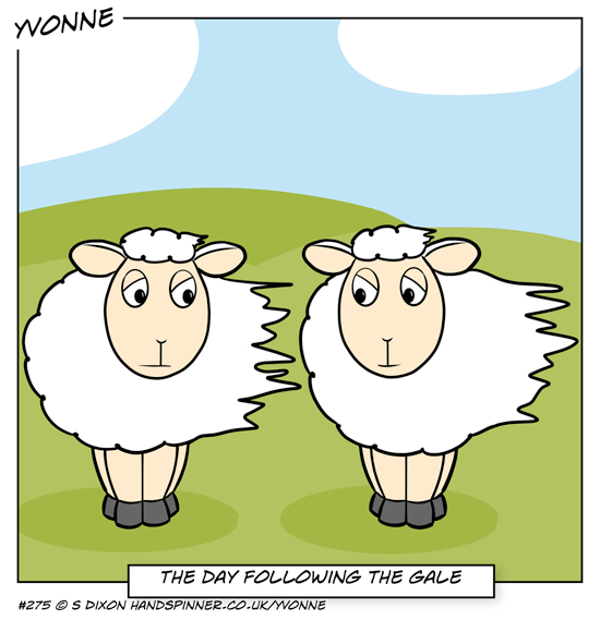 Sheep looking windswept
