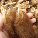 merino sheep